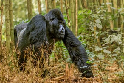 Important information before Gorilla Trekking