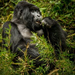 5 Days of Gorilla trekking, Golden Monkey trekking and Culture expedition