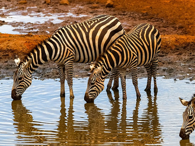 zebra