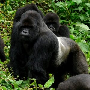 4 Days of Gorilla trekking, Golden Monkey trekking and Culture expedition